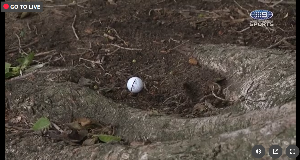 The ball was dropped between the tree's roots.