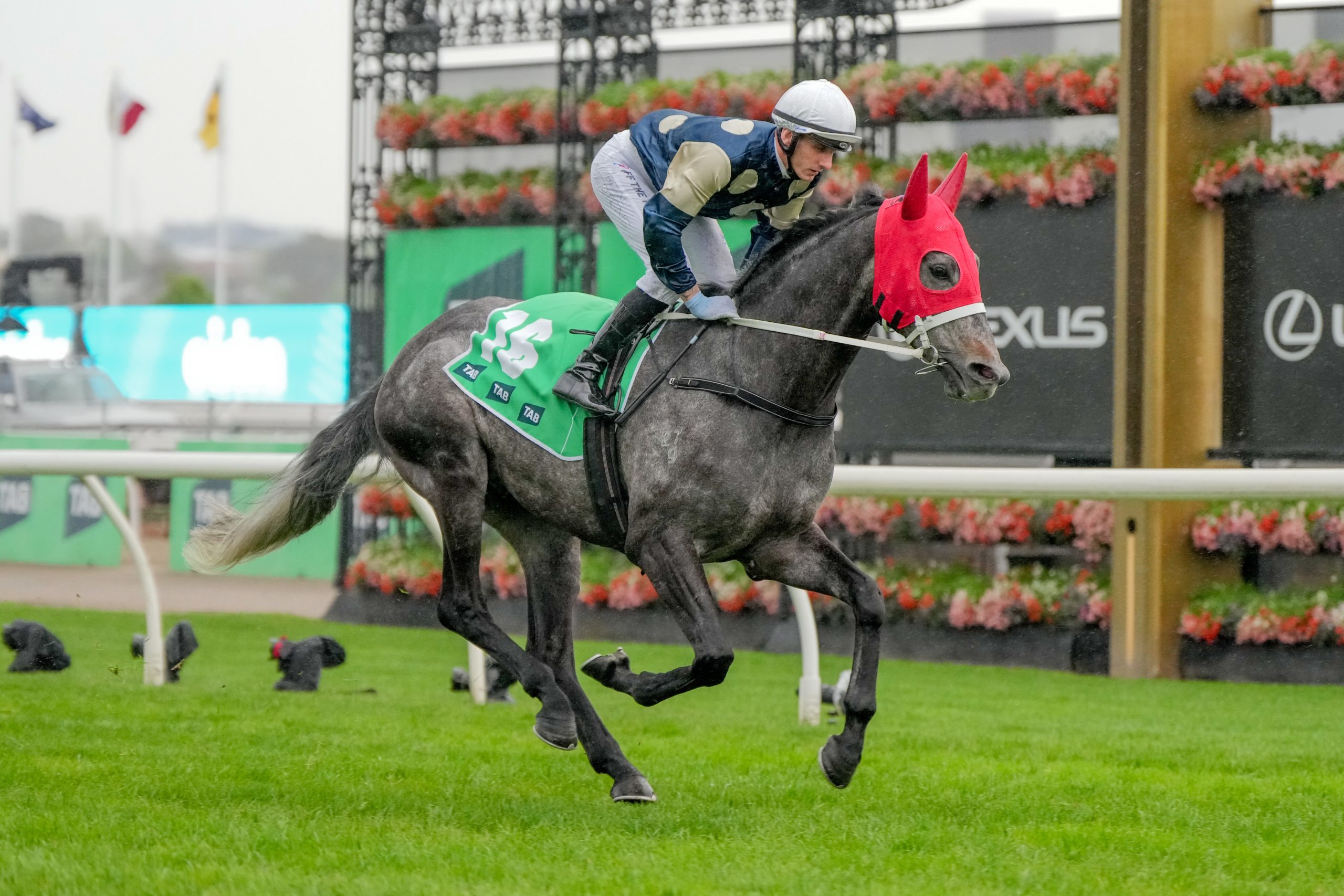 Valiant King at the TAB Turnbull Stakes at Flemington.