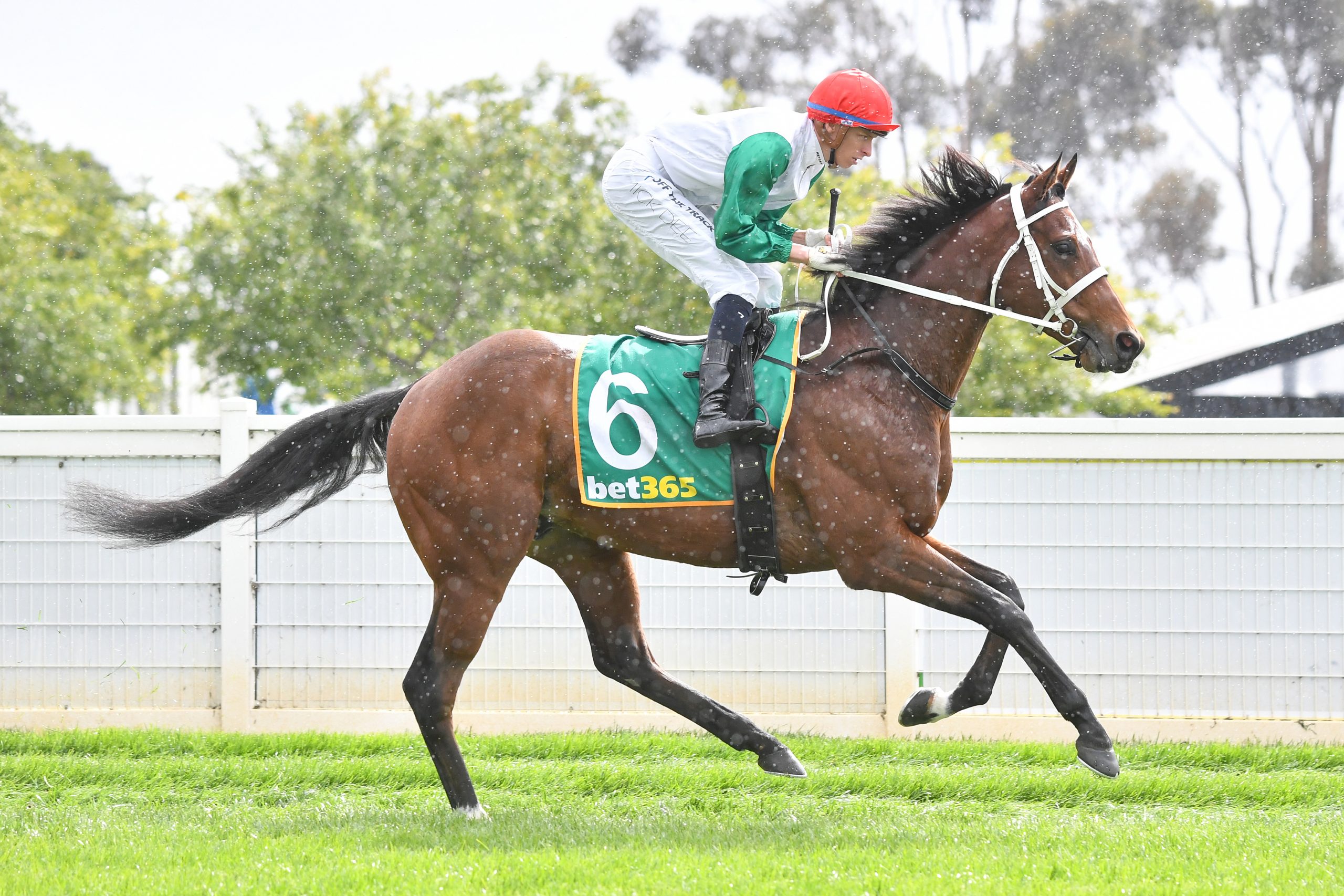 More Felons (IRE) on the way to the barriers prior to the running of the bet365 Geelong Cup at Geelong Racecourse on October 25, 2023 in Geelong, Australia. (Photo by Pat Scala/Racing Photos)